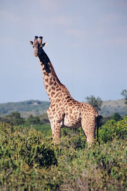 Massaigiraffe