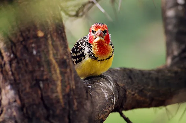 Flammenkopf-Bartvogel