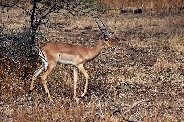 Antilope