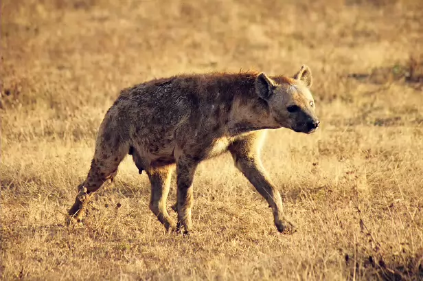 Typfelhyäne