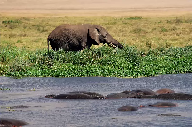 Elefant und Flußpferd