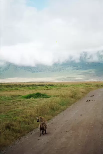 Morgenstimmung im Norongoro Krater