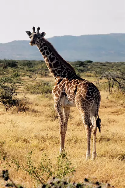 Massaigiraffe