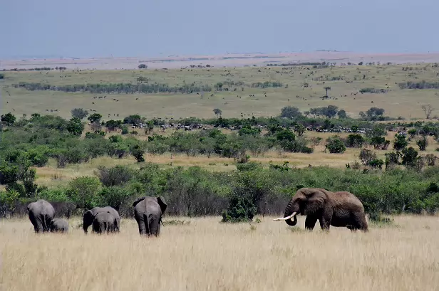 Elefanten in der Masai Mara