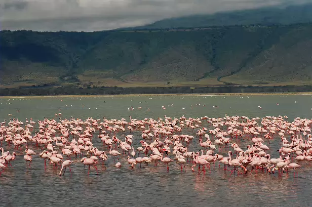 Flamingos