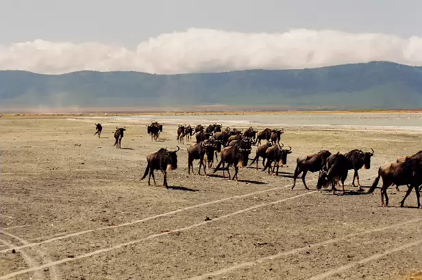 Gnuherde im Norongoro Krater