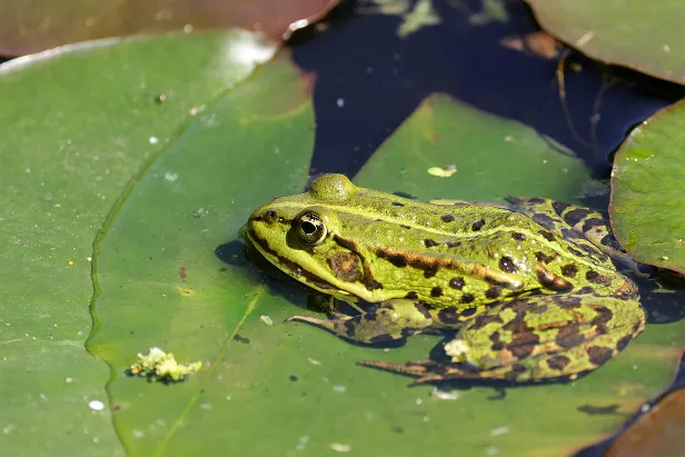 Teichfrosch