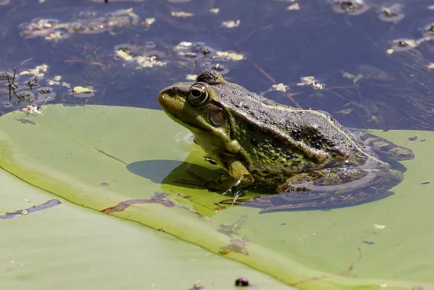 Teichfrosch