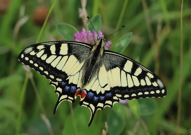 Schwalbenschwanz Papilio machaon