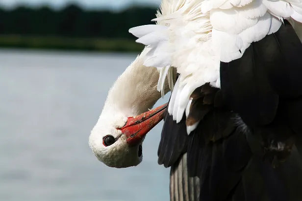 Weißstorch Ciconia ciconia