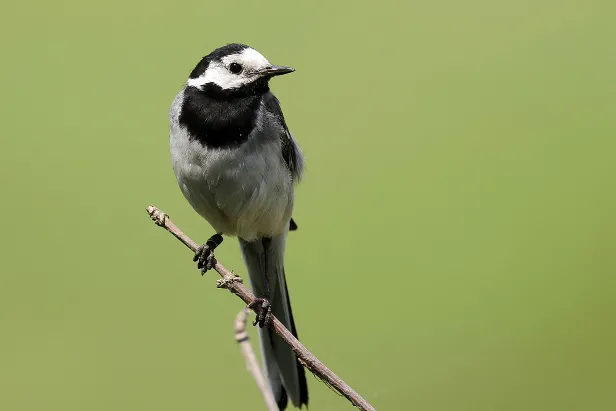 Bachstelze Motacilla alba