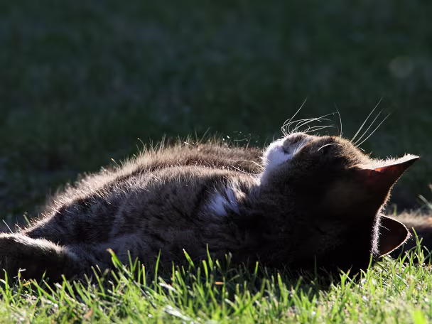 Hund und Katze