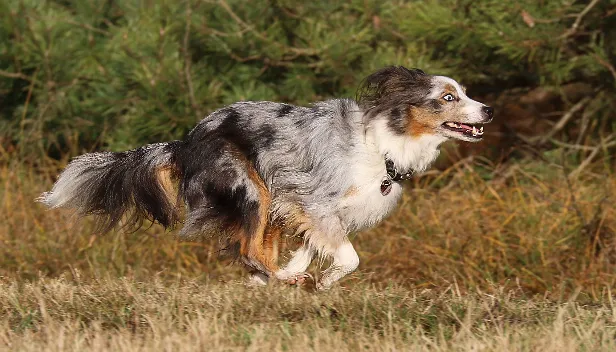Hund