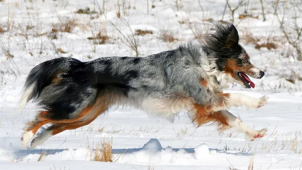 Hund