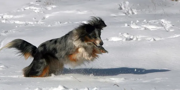 Hund