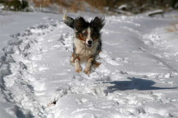 Hund