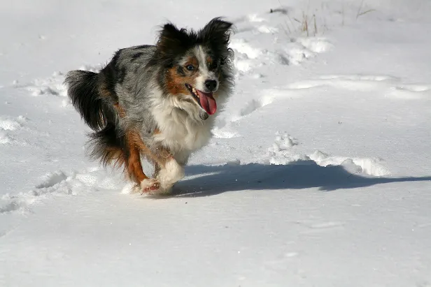 Hund