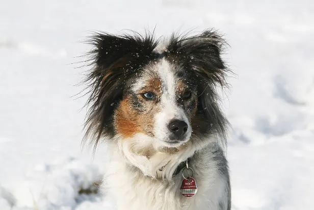Hund