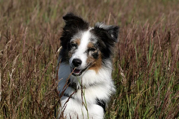 Hund