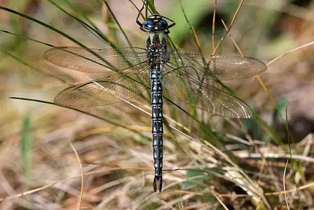 Früher Schilfjäger