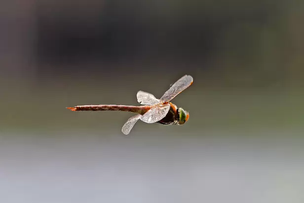 Keilfleck-Mosaikjungfer