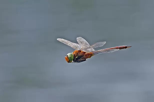 Keilfleck-Mosaikjungfer