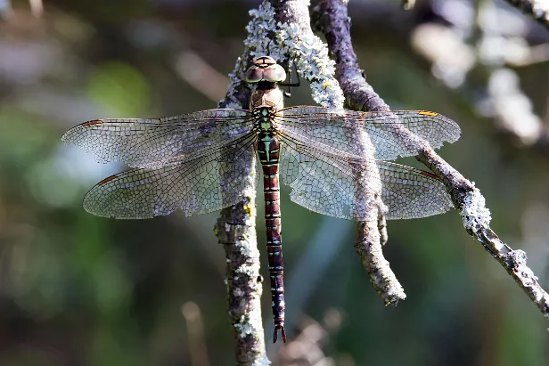 Herbst-Mosaikjungfer juvenil ♀