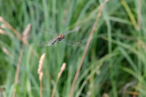 Gefleckte Smaragdlibelle