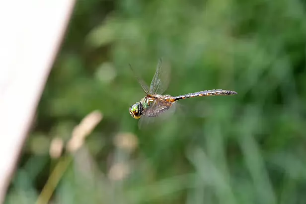 Gefleckte Smaragdlibelle
