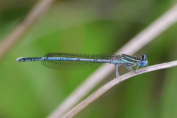 Blaue Federlibelle