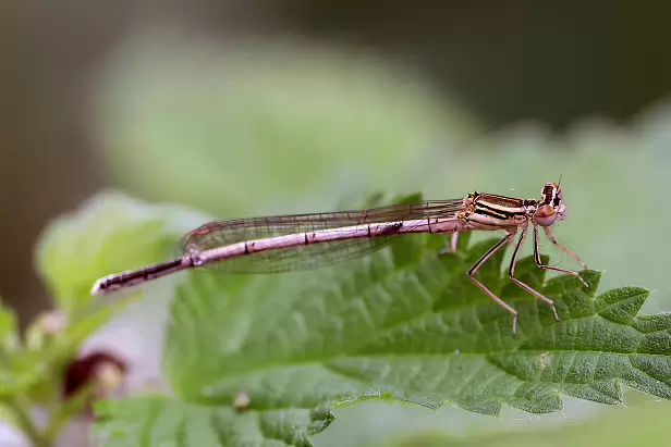 Blaue Federlibelle ♀ JK Burgwall