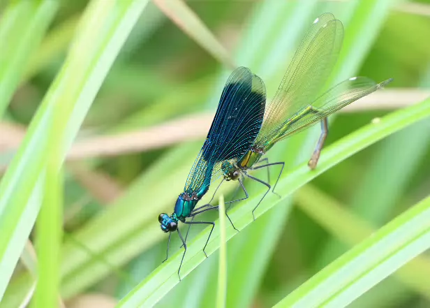 Gebänderte Prachtlibelle ♂