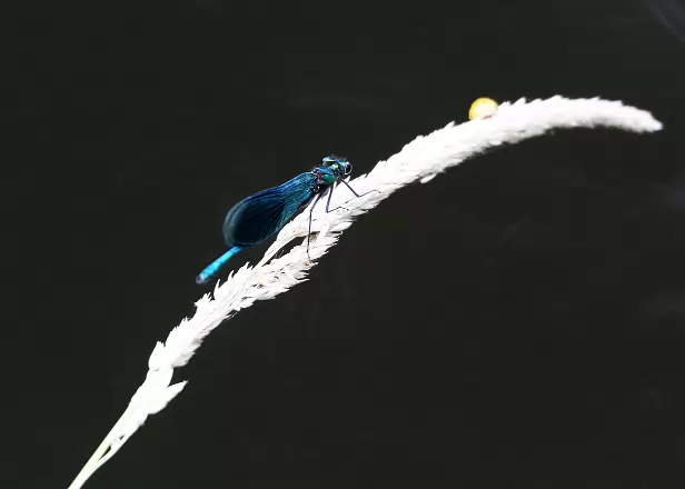 Gebänderte Prachtlibelle ♂