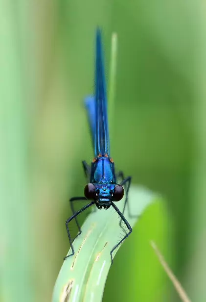 Gebänderte Prachtlibelle ♂