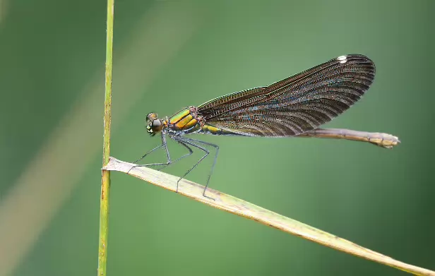 Blauflügel-Prachtlibelle