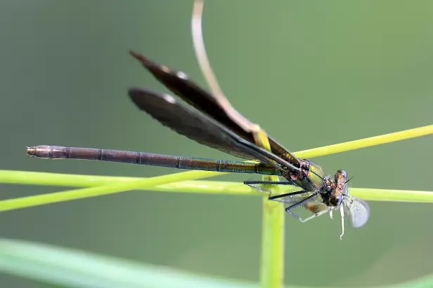 Blauflügel-Prachtlibelle ♀