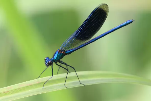 Gebänderte Prachtlibelle ♂