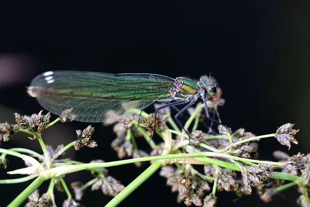 Gebänderte Prachtlibelle ♀