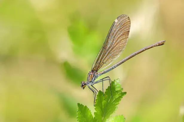 Blauflügel-Prachtlibelle
