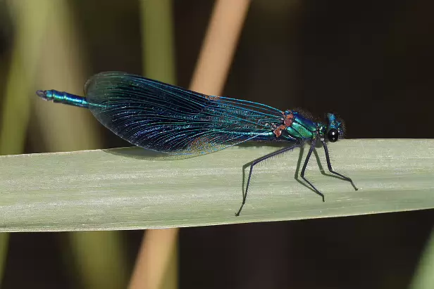 Gebänderte Prachtlibelle ♂