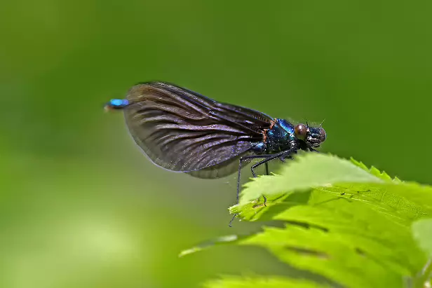 Blauflügel-Prachtlibelle