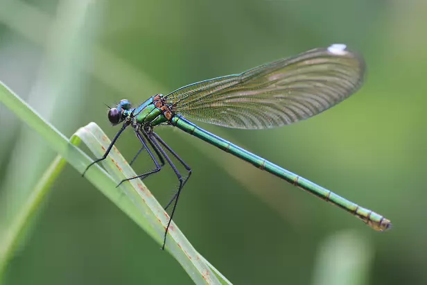 Gebänderte Prachtlibelle ♀