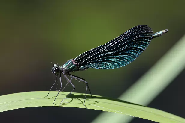 Blauflügel-Prachtlibelle ♂