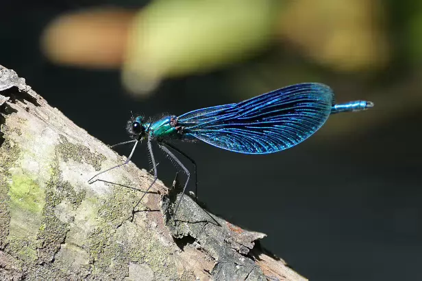 Blauflügel-Prachtlibelle ♂