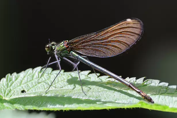 Gebänderte Prachtlibelle ♀