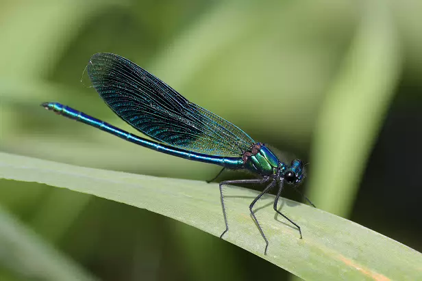 Gebänderte Prachtlibelle