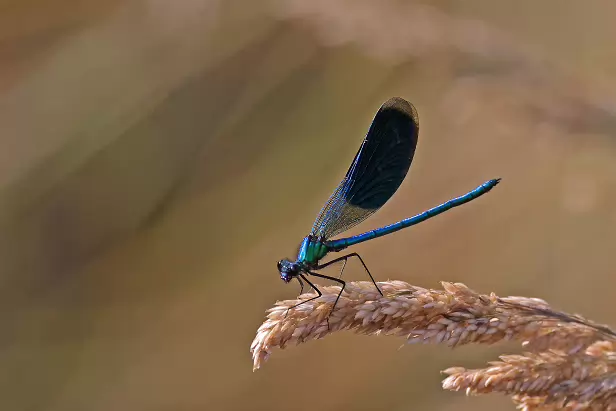 Gebänderte Prachtlibelle