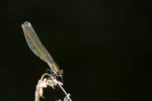 Gebänderte Prachtlibelle ♀
