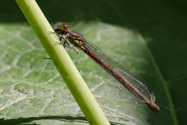 Frühe Adonislibelle