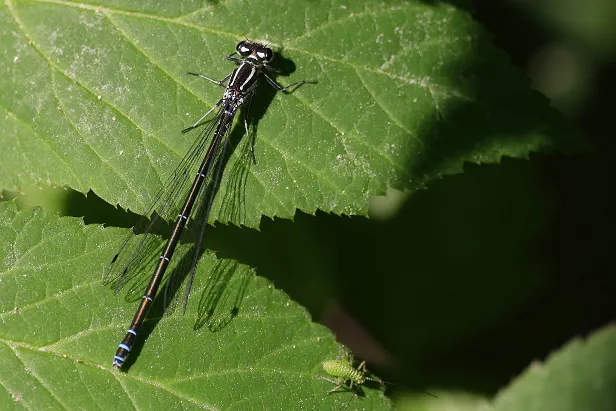 Hufeisen-Azurjungfer ♀